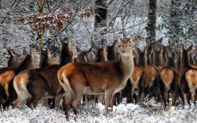 Comment réussir son Influencer Marketing ?